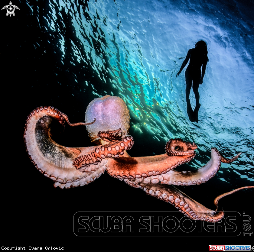 A Octopus