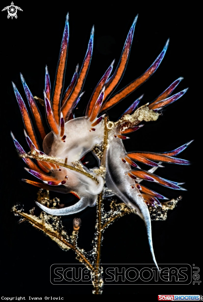 A Cratena peregrina