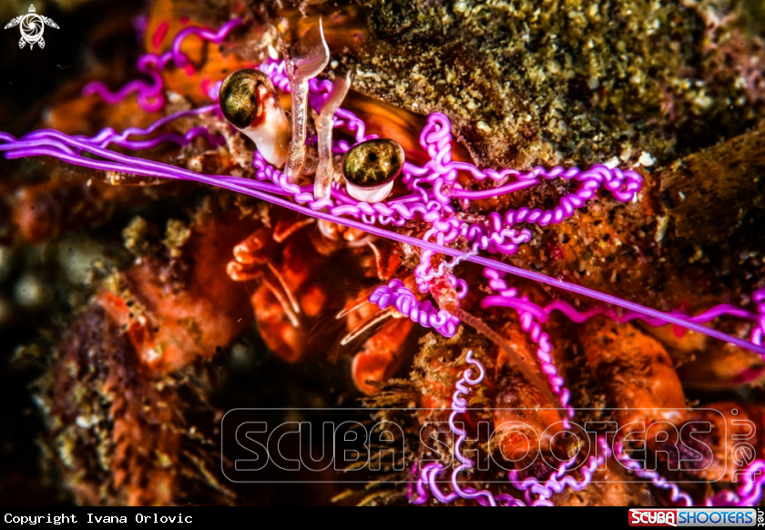 A Crab