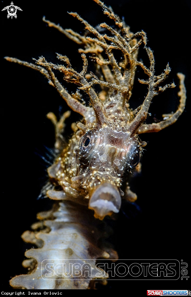A Seahorse