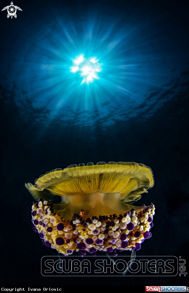 A Jelly
