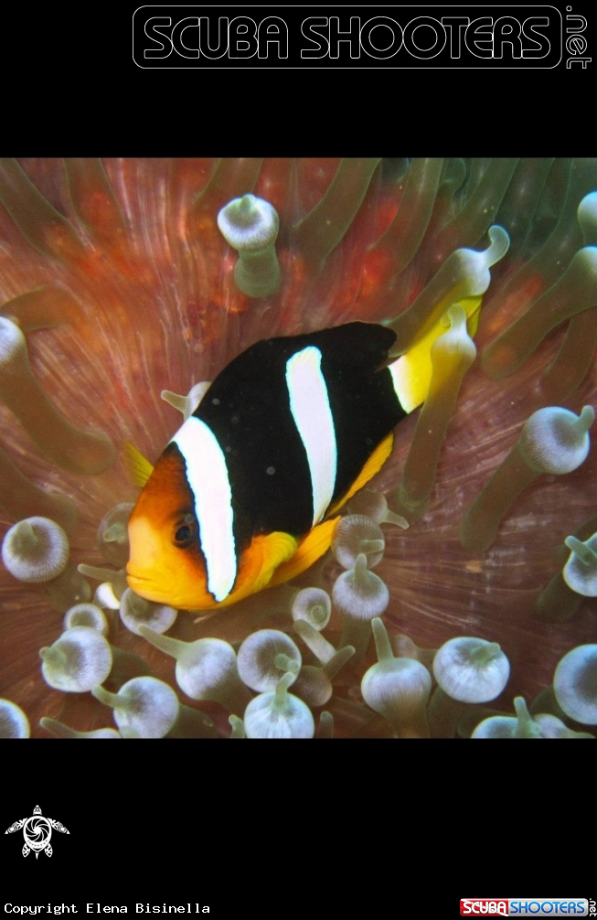 A underwater creature