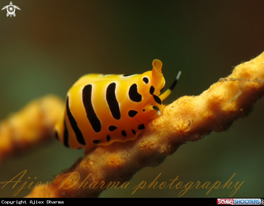 A black tiger egg cowrie 