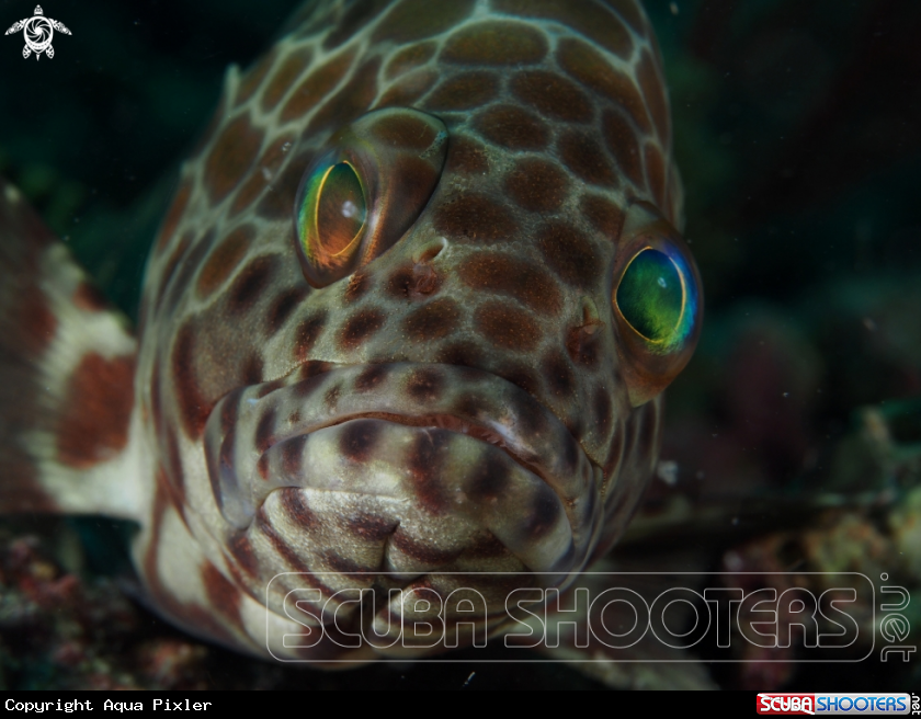 A Longfin Grouper (Epinephelus quoyanus)