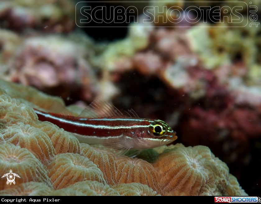 A Neon Triplefin Blennie