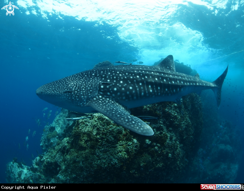 A Whale Shark