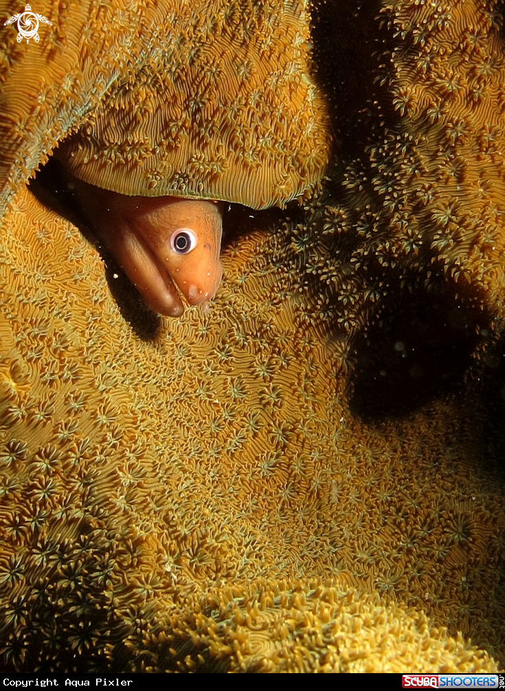 A Palechin Moray Eel 