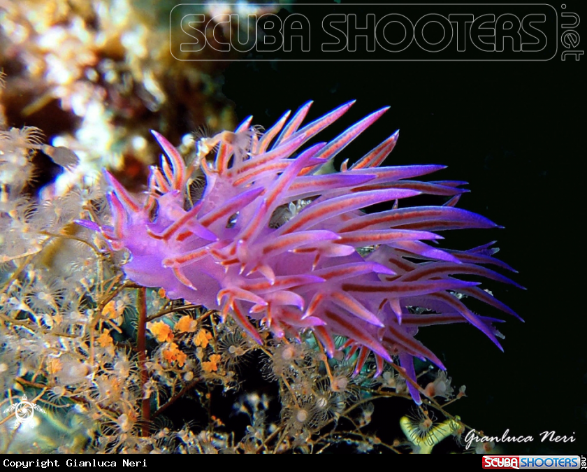 A Flabellina