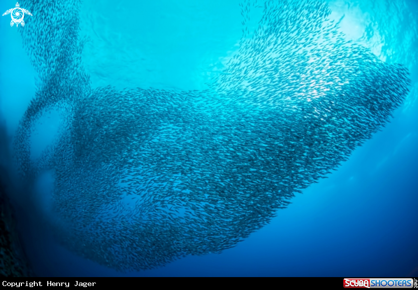 A Sardines