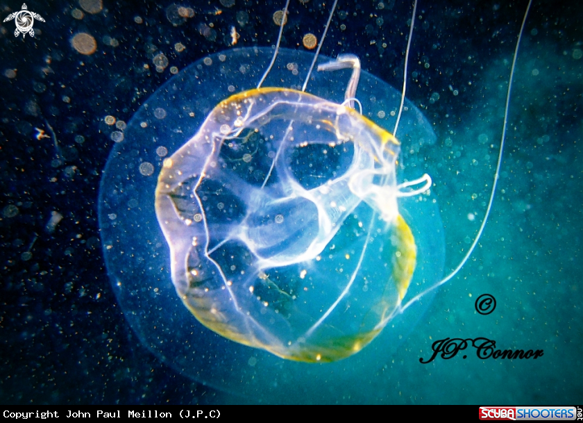 A  Hydrozoa
