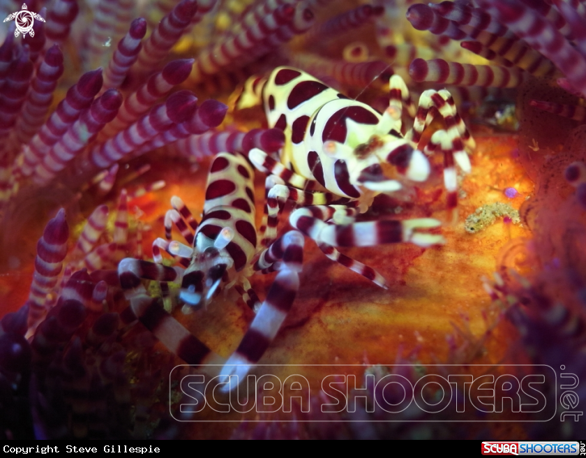 A Colemans Shrimp