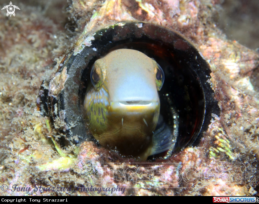 A Brown Sabretooth blenny
