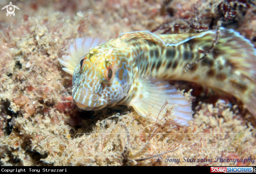 A Horned blenny