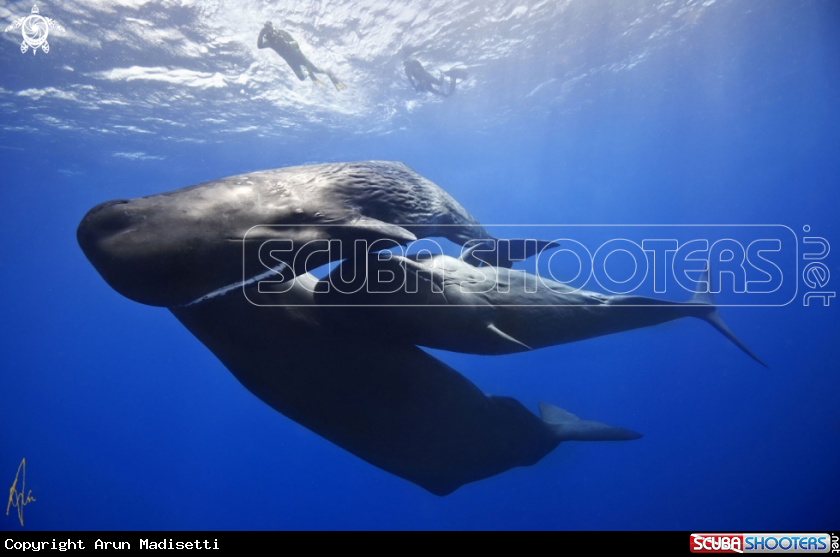 A Sperm Whale
