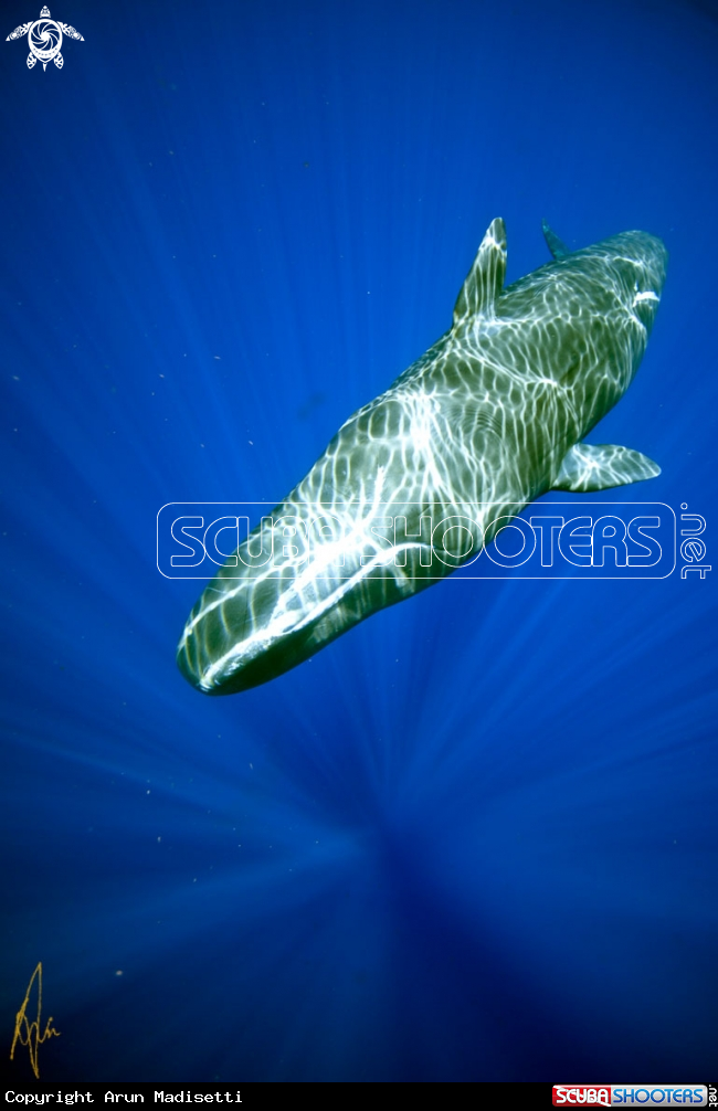 A Sperm Whale