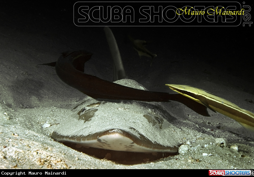 A Giant guitarfish