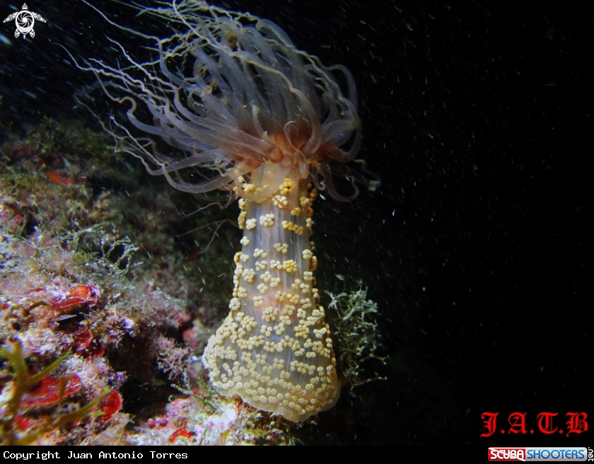 A underwater creature