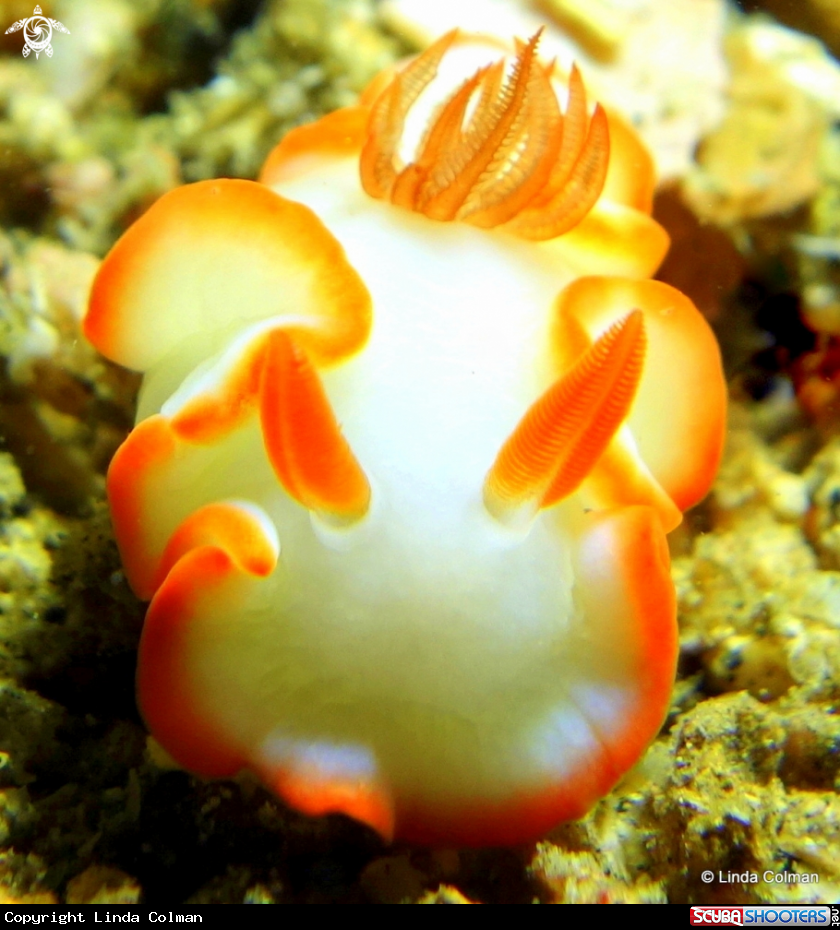 A Glossodoris Nudibranch.
