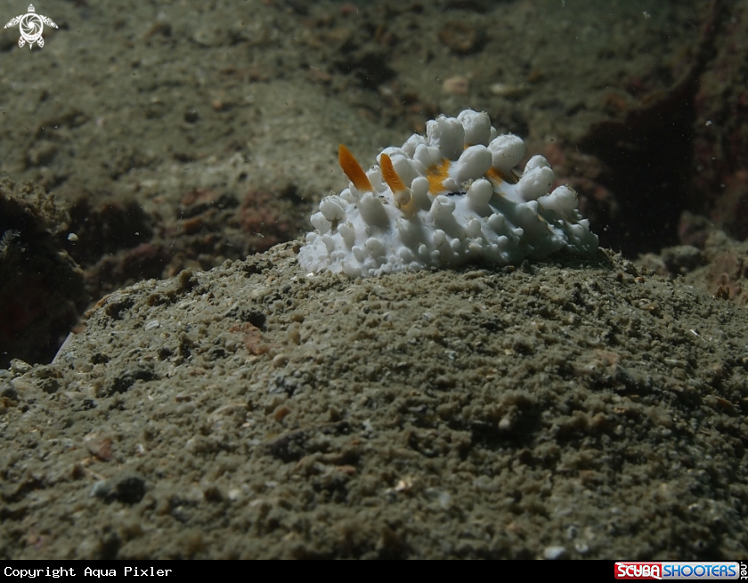 A Nudibrunch