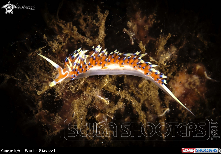 A nudibranch
