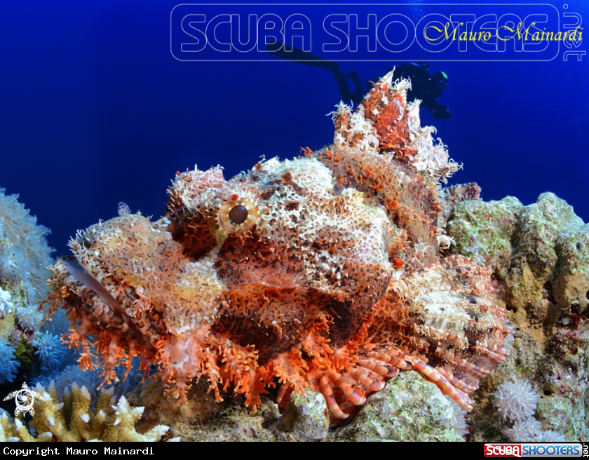 A Scorpionfish