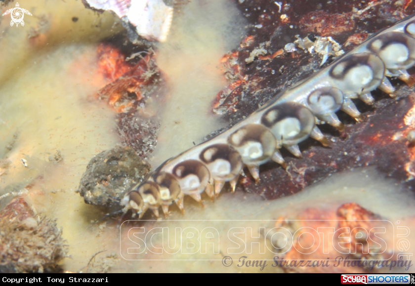A Scale worm