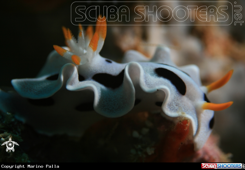 A nudibranch