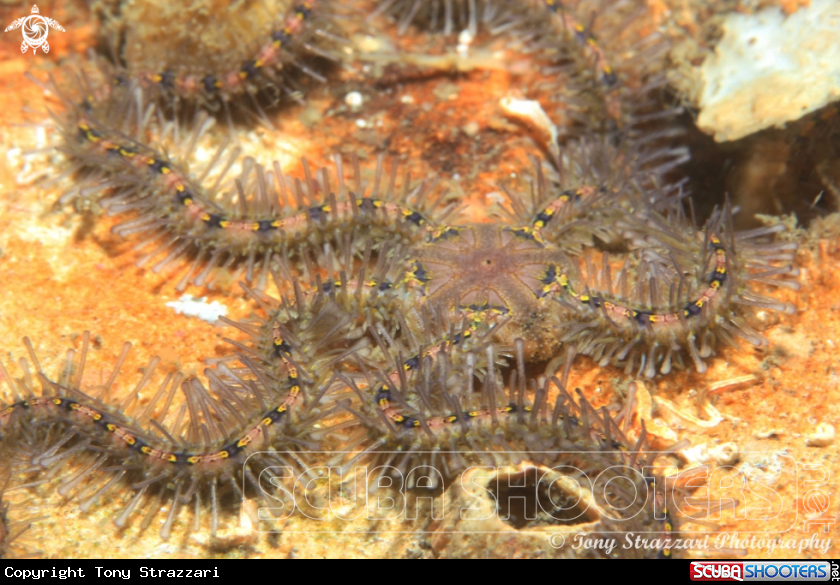 A Spiny arm brittlestar