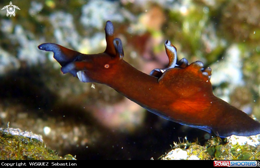 A Aplysia parvula  