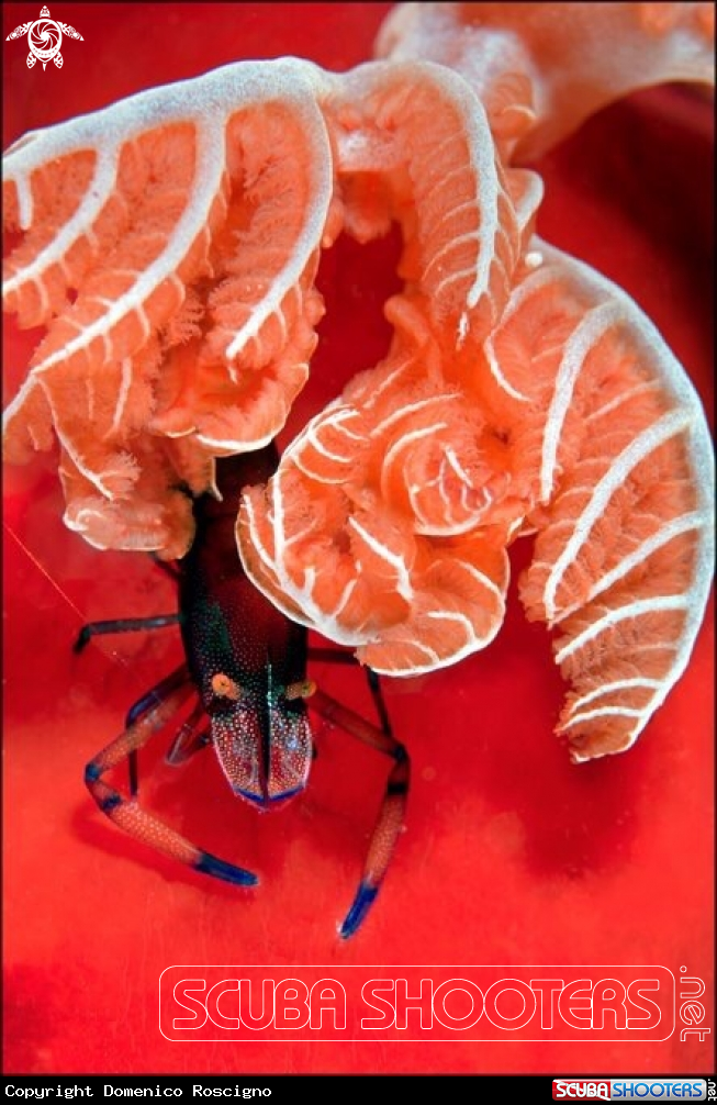 A Shrimp