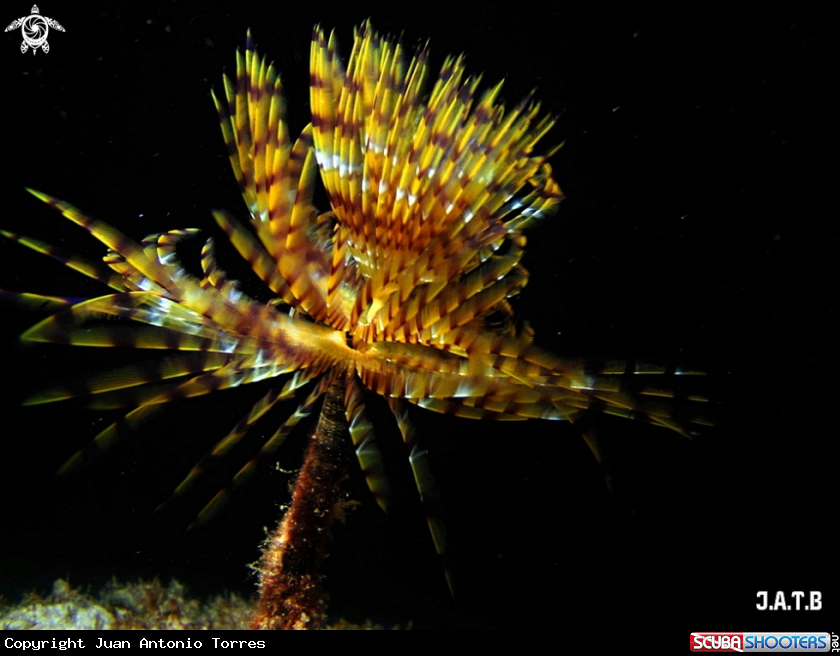 A Gusano Tubicola ( Spirografo )