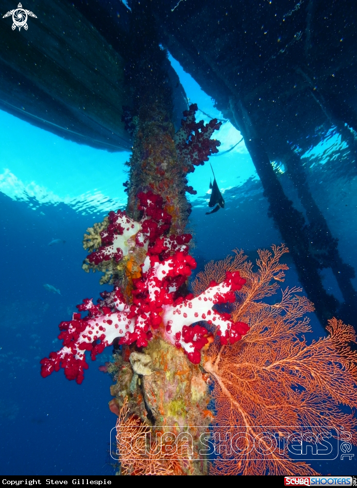 A Arborek Jetty - Raja Ampat