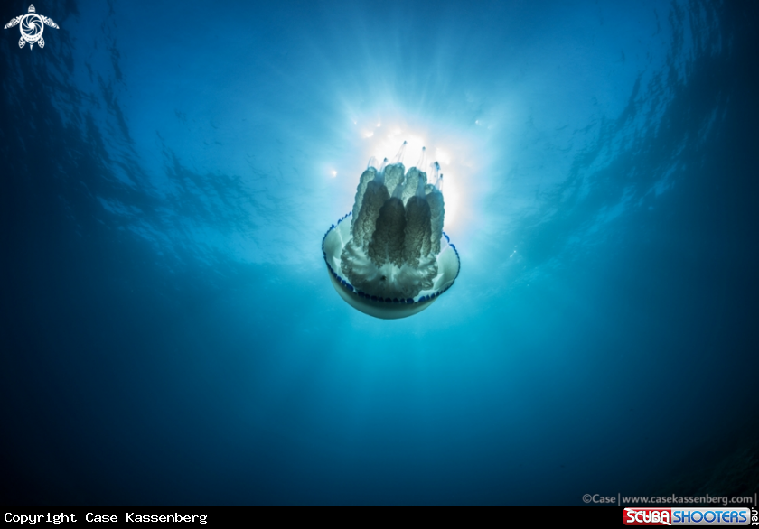 A Casiopea jellyfish