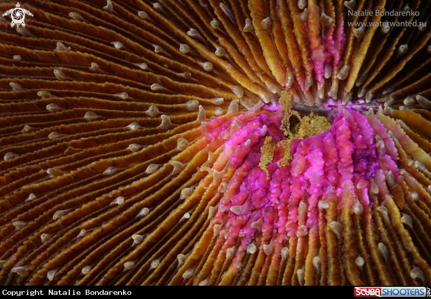 A Coral