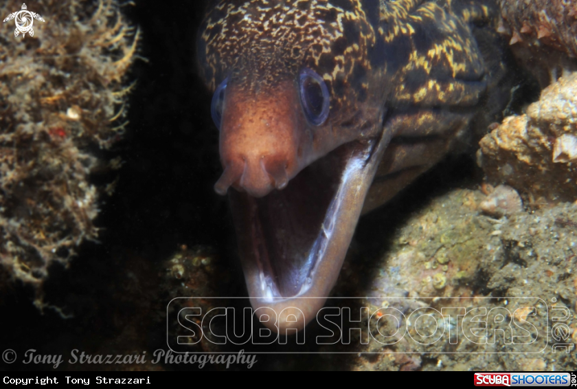 A Sieve-patterned Moray
