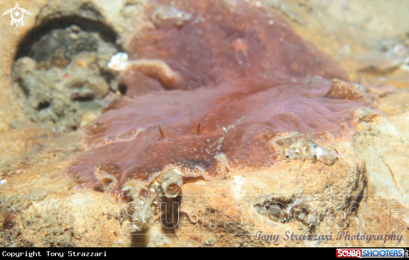 A Flatworm