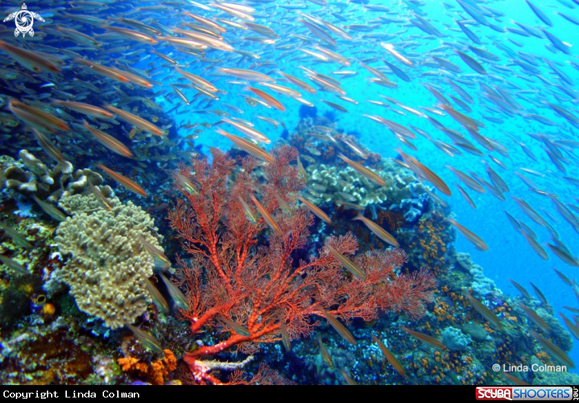 A The colour and fish life of Raja Ampat.
