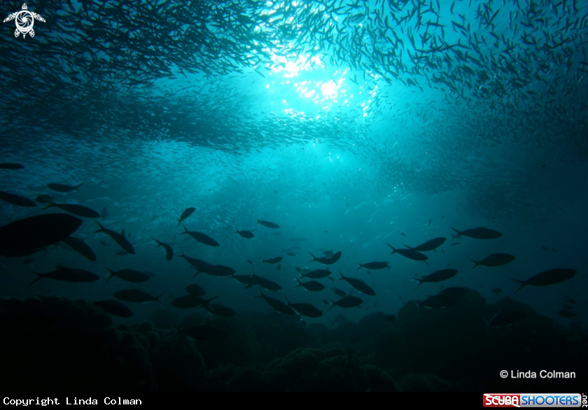 A Layers of schooling fish!