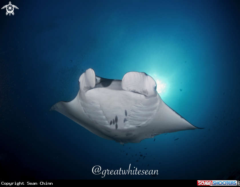 A Manta Ray