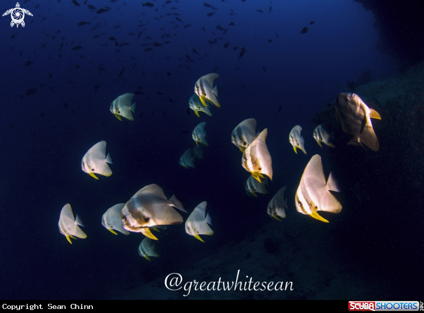 A Longfin Batfish School