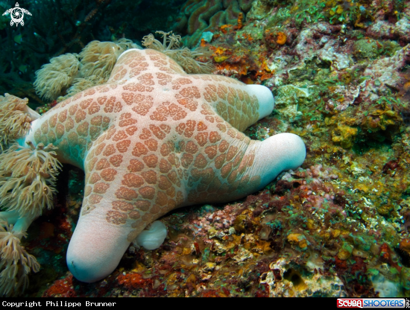 A Sea star
