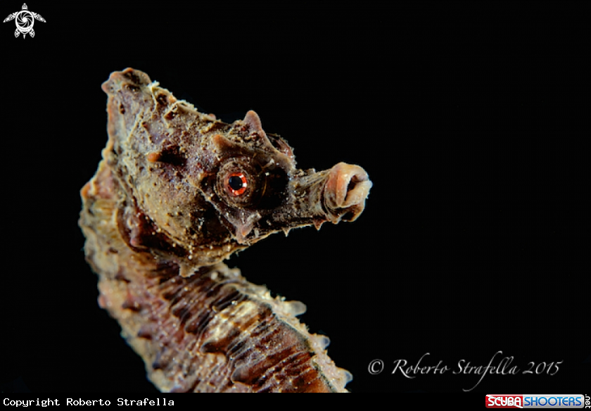 A Seahorse