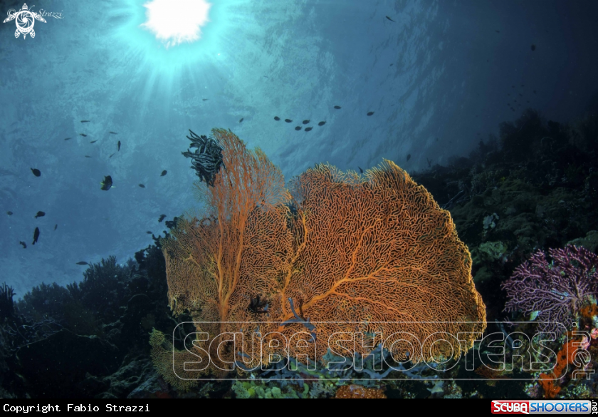 A Reef