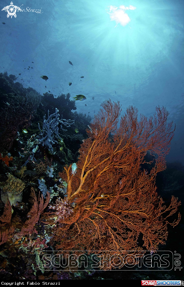 A Reef