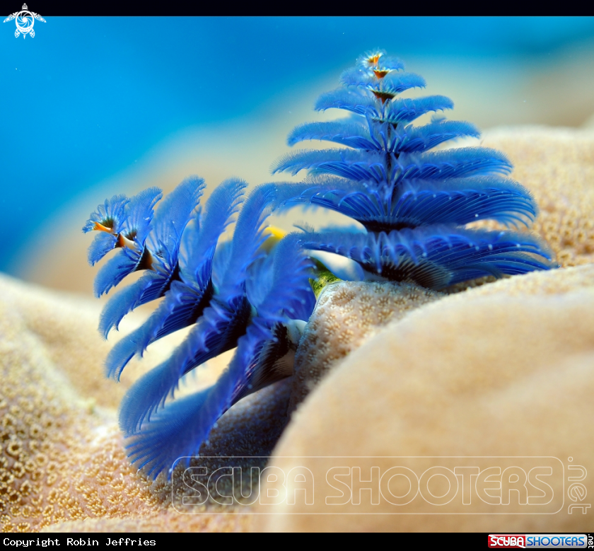 A Christmas Tree worm
