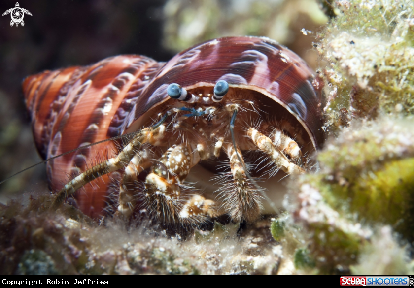 A Hairy legged hermit crab
