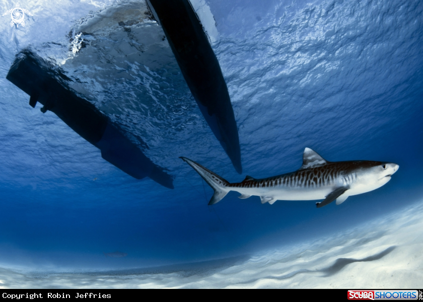 A Tiger shark