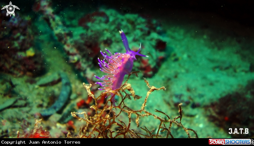 A Flavelina