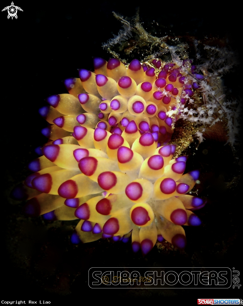 A Nudibranch