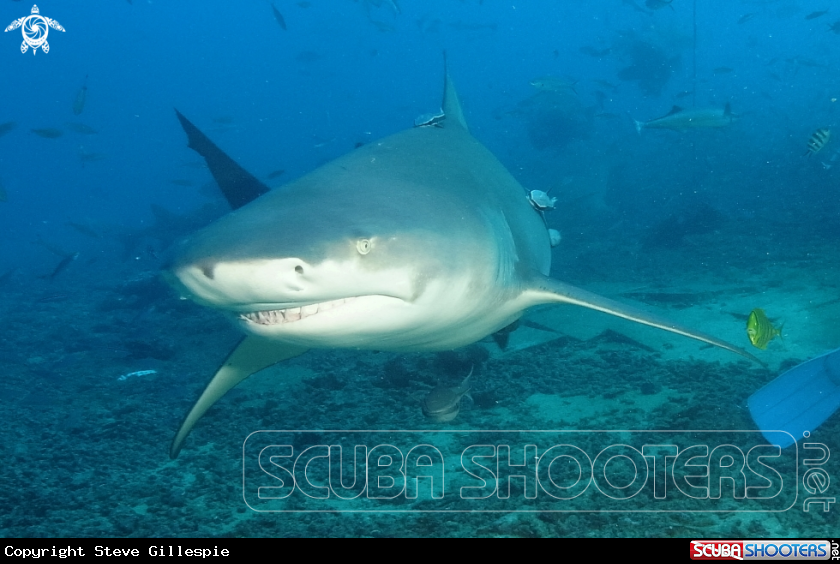 A Carcharhinus leucas
